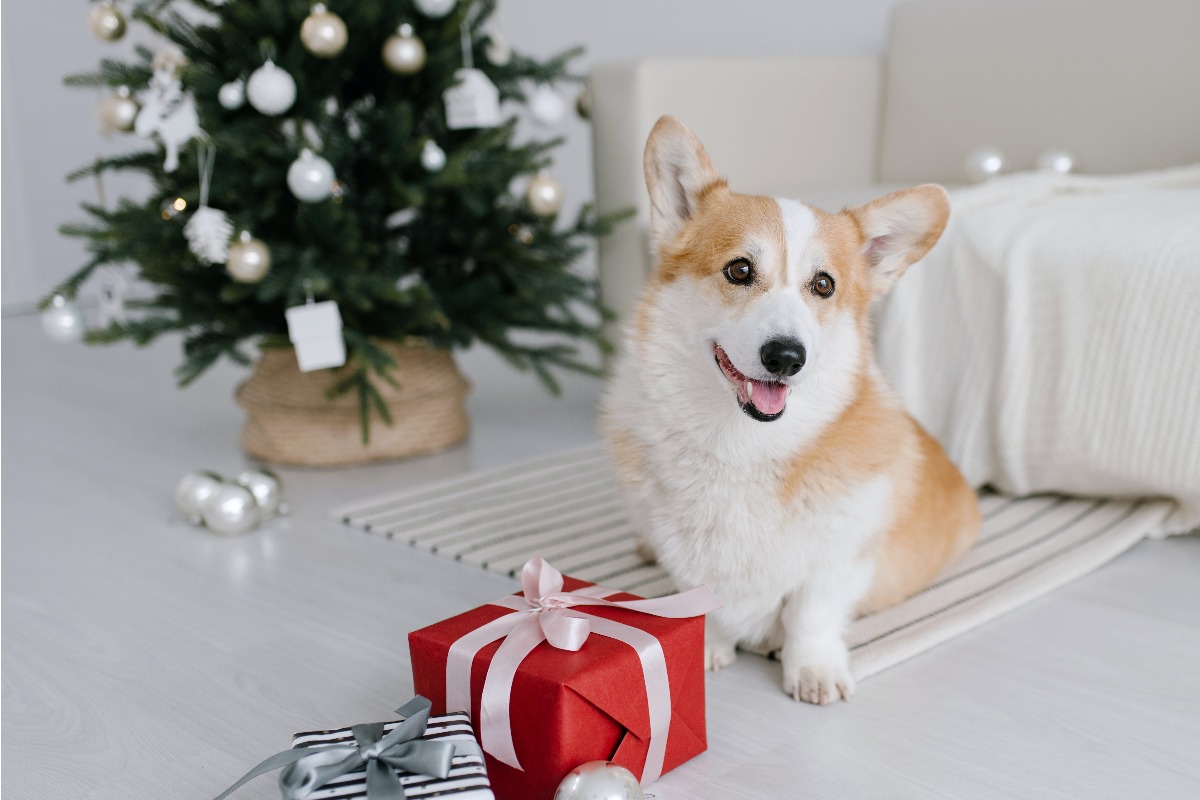 pes corgy proti vánočnímu stromku